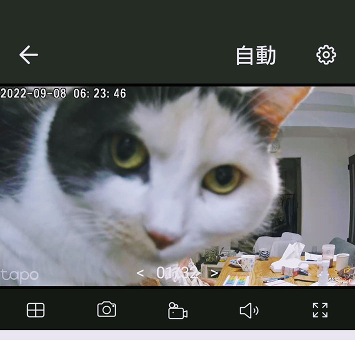 見守りカメラに映る猫の画像