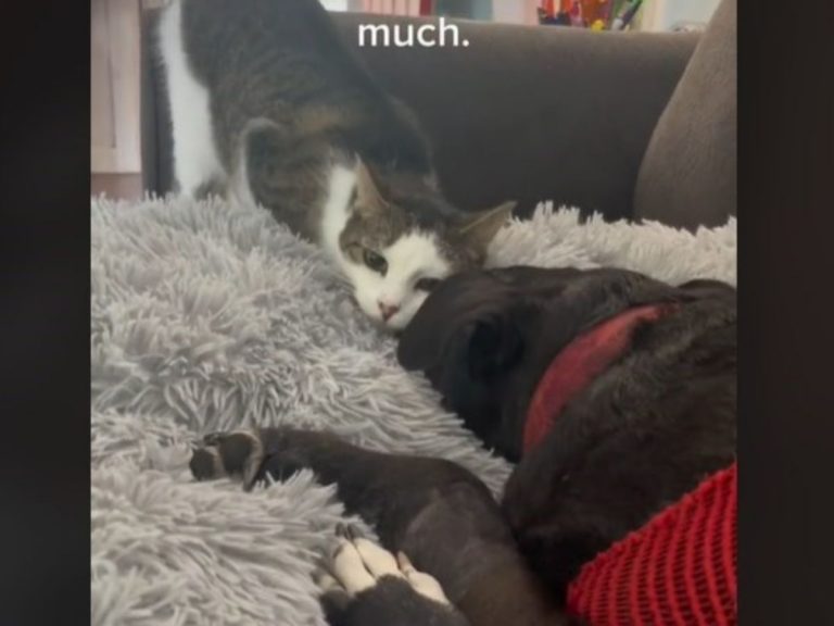 天国へ旅立つ前の犬に 最後のお別れをする猫が 動画に涙する人が続出 Grape グレイプ