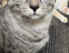 鮭を見せびらかす飼い主　対する猫は、この表情！