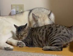 シベリアンハスキーに甘える猫　３９秒の動画に「何度見ても癒される」