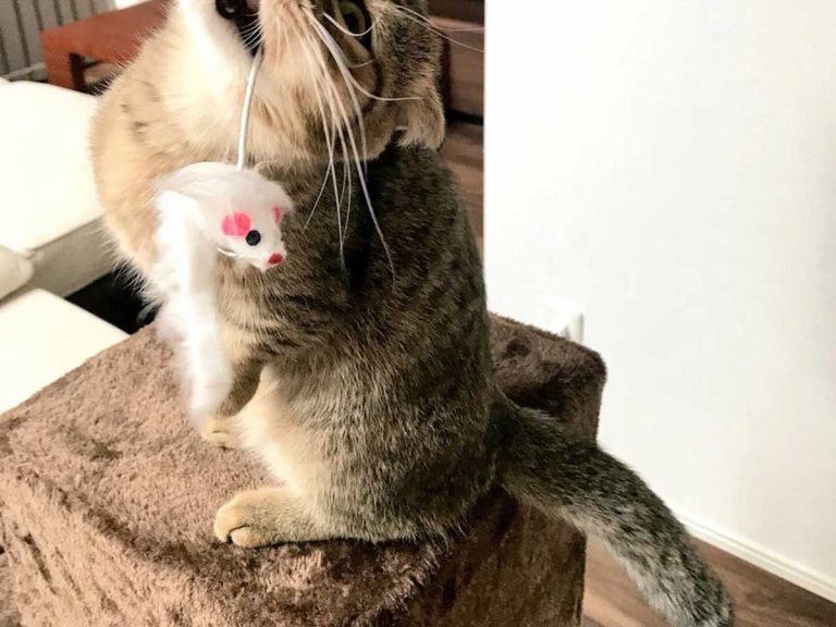 猫が見せた 悪魔 のような表情に すごい形相 ちょっと怖い Grape グレイプ