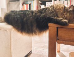 猫の、苦肉の策に「笑った」　飼い主に「机に乗っちゃダメ」といわれ…？