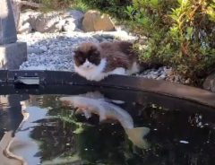 池のコイが猫に襲われる！と思った次の瞬間？　「かわいすぎる」「初めて見た」