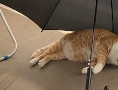 ベランダに傘を干していた飼い主　ふとそちらを見てみると…？