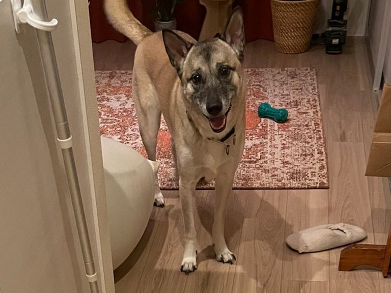 絶望のam3 00 飼い主の目が一瞬でさめた 犬のイタズラ Grape グレイプ 絶望のam3 00 飼い主の目が一瞬でさめた 犬のイタズラ Grape グレイプ