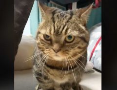 怒り顔で『ふみふみ』をしていた猫の姿に「ギャップがたまらん！」