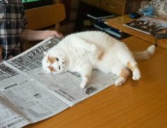 おじいちゃんと猫