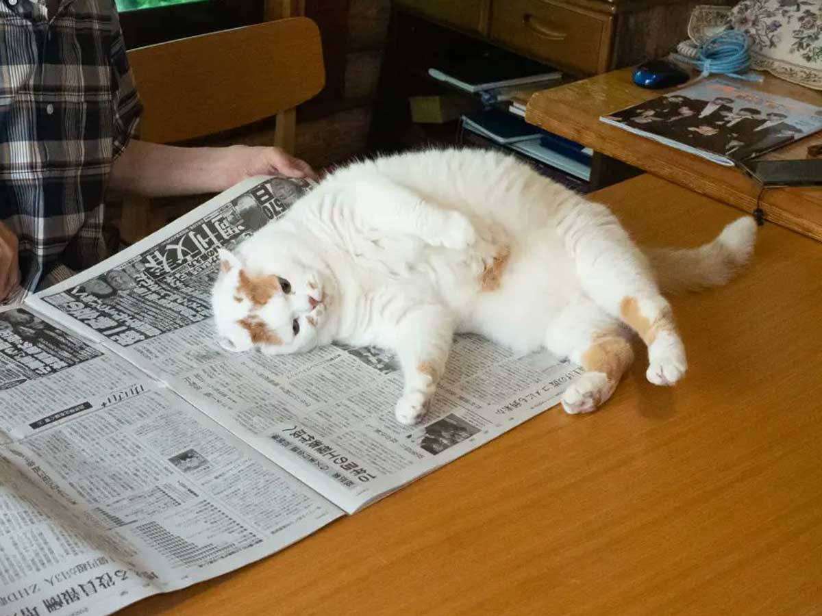 おじいちゃんと猫