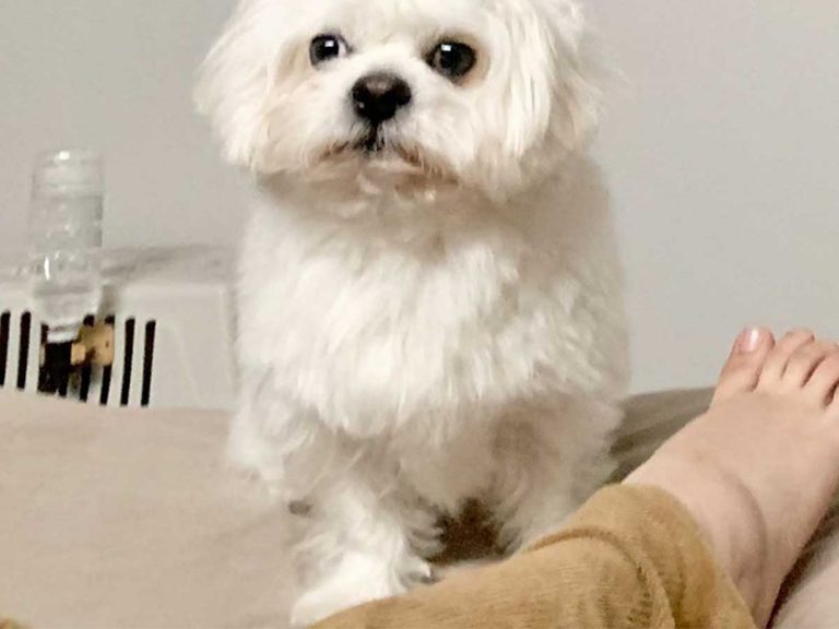 朝起きたら足元に七三分けの犬がいた 飼い主が撮影した写真に 吹き出す Grape グレイプ