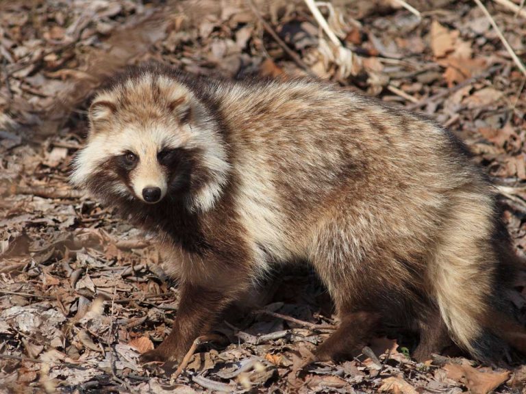 タヌキの頭の上に 飼育員が あるもの を乗せると 似合う 可愛い Grape グレイプ