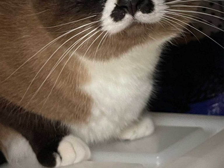 丸顔すぎる猫 写真に おまんじゅうみたい かわいすぎる Grape グレイプ