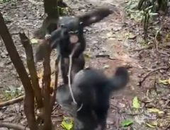 「心が温かくなった」　親を亡くしたチンパンジーの赤ちゃんを、新しい家族が歓迎！