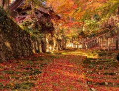 「こんな小道を散歩したい」　秋の風景を撮った１枚に、うっとり