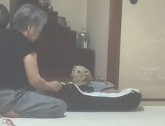 犬が破いた布団を縫う祖母　その間、犬は悲し気な表情で…「癒される」「可愛い」