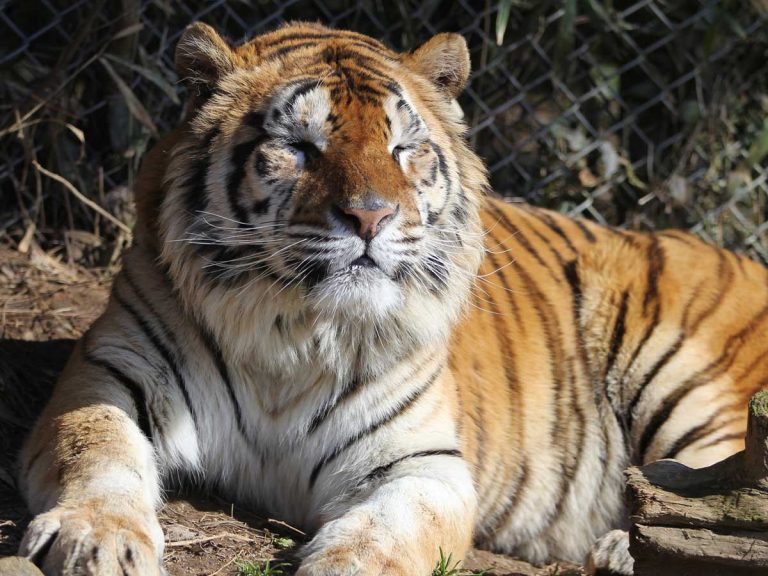 動物園のトラ 落ち葉で遊ぶ姿に「猫にしか見えない」「ずっと見