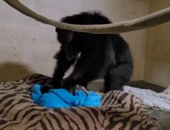 出産後のチンパンジーの行動に、動物園のスタッフたちが涙