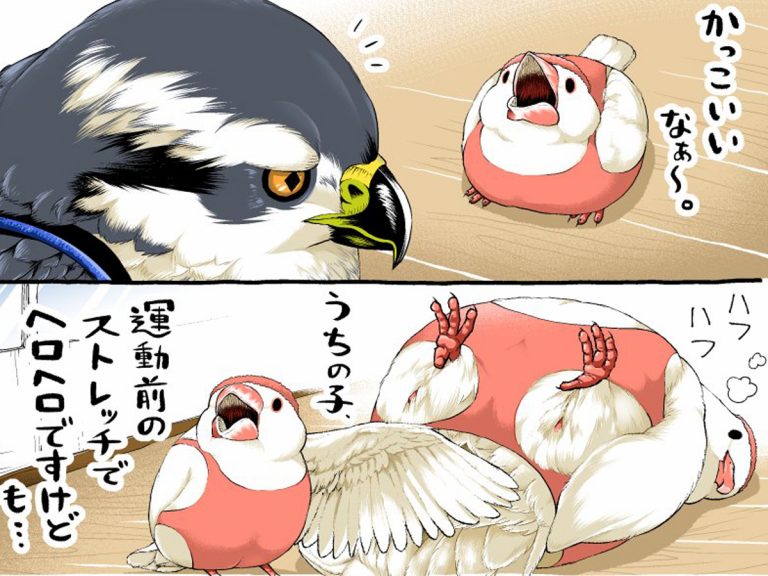 文鳥「鍛えたらタカのようになれますか？」 続く展開に「吹いた」「イケメン…！」 – grape [グレイプ]