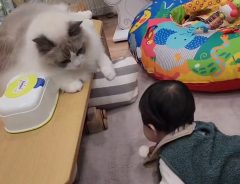 机にぶつかりそうな赤ちゃん　『兄』猫の行動に「かっちょいい！」「賢いなあ」