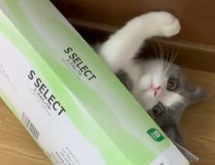 「最高」「かわいすぎる」　器用に箱に収まる猫　その姿にキュン！