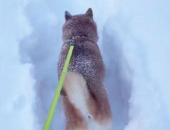 雪の中、散歩中の柴犬　その後の展開にギョッ！