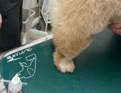 動物病院で血圧測定を受けた犬の姿に「そこもいいんだ…！」と驚き