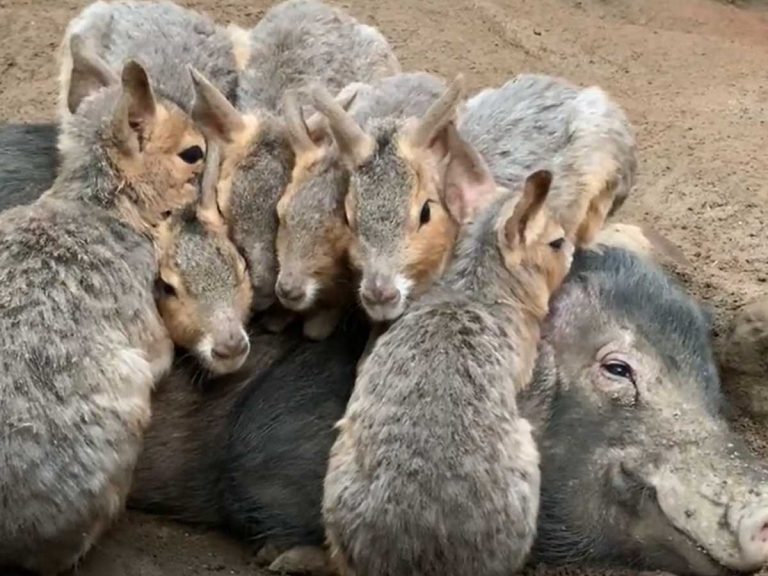 Etrapj Eimdmvm Etrapj Eimdmvm