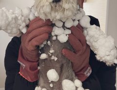 北海道の犬が、雪で大はしゃぎした結果？　写真に「五度見した」「何が起きた！？」