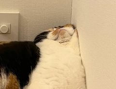 爆睡する猫の『衝撃的な寝相』にツッコミ続出！　「どうなってるの！？」「めっちゃ笑った」