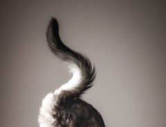 「芸術的」「鳥肌が立った」　猫の『曲線美』が伝わる写真に、ため息