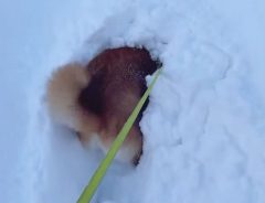 大好きな雪に大はしゃぎ！　柴犬の『１０秒動画』に、癒される人が続出