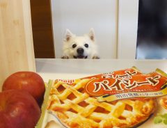 アップルパイを作ろうとする飼い主を覗き込む犬　表情に、キュンとする