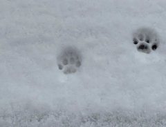 雪の日、外に出た猫　『足跡』だけで心情が分かる１枚がこちら！