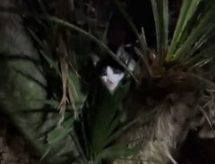 「なんて残酷なことを」　木の陰で鳴いている子猫を捕まえようとしたら…？