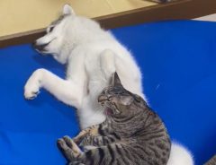 シベリアンハスキーのお腹の上で眠っていた猫　数秒後の光景に、笑いがこみ上げる