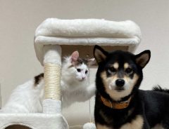 猫と犬が一緒に写る写真に、吹き出す人が続出　「よく登れたなあ」