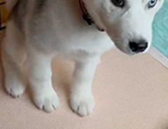 ハスキーの子犬に「お手」というと…？　３秒の動画にメロメロ