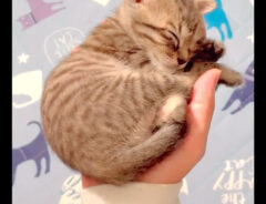 手のひらの上で寝る保護猫　愛らしい姿に１０万人が『いいね』