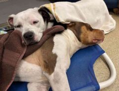 寄り添って眠る２匹の犬　写真に号泣する人が続出した理由は…「悲しすぎる」