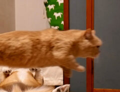 猫とコーギーが偶然見せた『スゴ技』　写真に「奇跡のショット」「サーカスかな？」