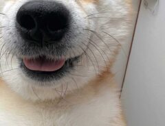 「嬉しそうな顔！」　『飼い主の特権』といえる角度で撮られた柴犬の写真が、こちら！