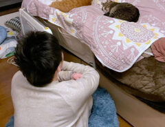 猫にベッドを占拠され、猫ベッドを購入　オチに「笑って腹が痛い」「つらいほど分かる」