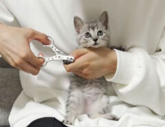 「初めての爪切りで、こてん」　子猫の反応にときめきが止まらない！