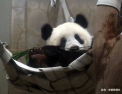 シャンシャン、見守られながら日本から旅立つ　上野動物園の報告に「ありがとう」「元気でね！」