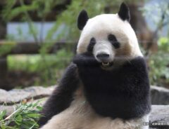 飛行機内のシャンシャン　上野動物園が公開した写真に、１３万人が「安心した」