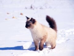 雪の上をすたすたと歩く２匹の猫　慎重派の３匹目に「こんなの初めて見た！」「賢いわ」