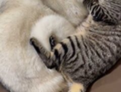 「初めて見た」「かわいすぎる」　シベリアンハスキーが大好きな猫、愛が募って…？
