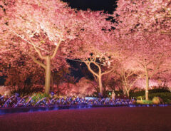 「夜桜でできたハートを見つけました」　奇跡の１枚に「素敵」「ロマンチック」