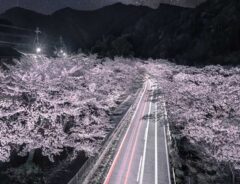 満開の桜だけじゃない　奈良県で撮られた１枚に「泣きそうになった」「まるで天国への道」