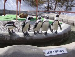 「単に笑いの対象とする行為は認められない」　日本動物園水族館協会が『ペンギン池騒動』に憤り