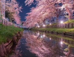 「ドキドキするようなピンク色」　夜桜のある風景が、まるで夢を見ているかのように美しい